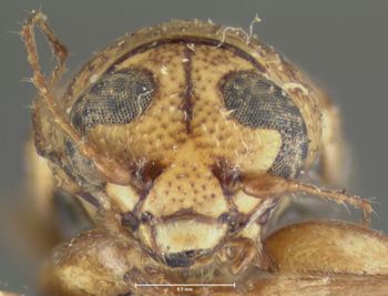 Media type: image; Entomology 8765   Aspect: head frontal view